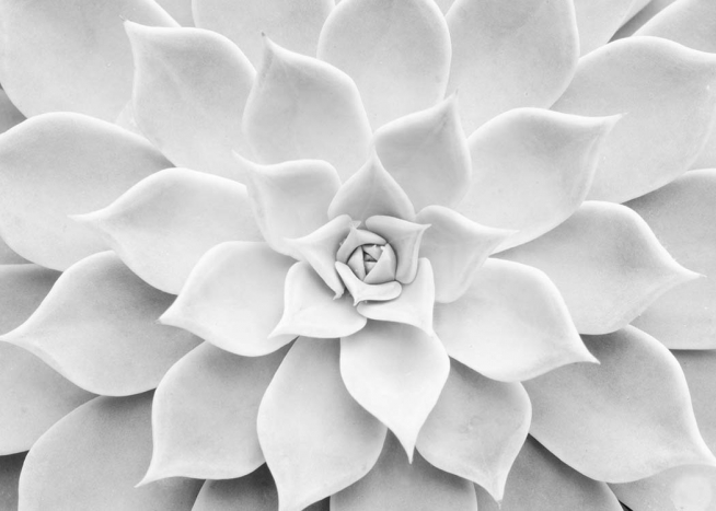 White Succulent Affiche