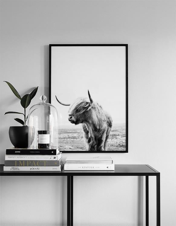  – Photographie en noir et blanc d’une vache écossaise avec sa tête sur le côté