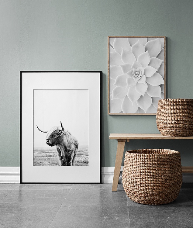  – Photographie en noir et blanc d’une vache écossaise avec sa tête sur le côté