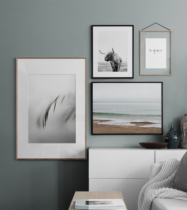  – Photographie en noir et blanc d’une vache écossaise avec sa tête sur le côté