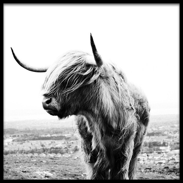 Highland Cow B&W Affiche / Insectes et animaux chez Desenio AB (8826)