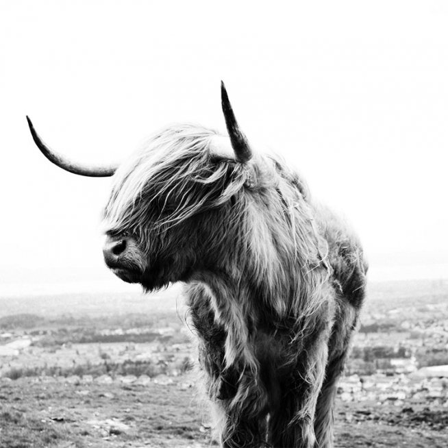 Highland Cow B&W Affiche / Insectes et animaux chez Desenio AB (8826)