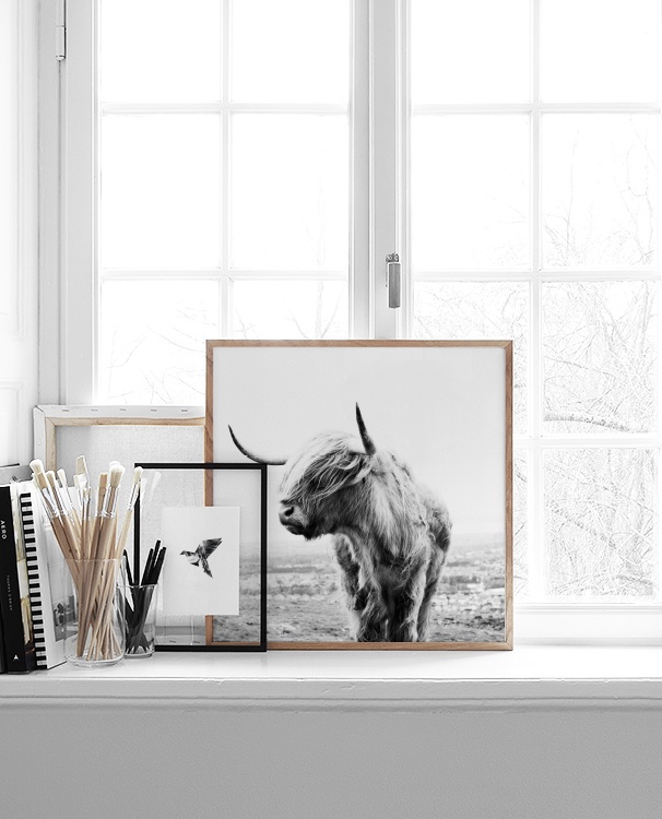 Highland Cow B&W Affiche / Insectes et animaux chez Desenio AB (8826)