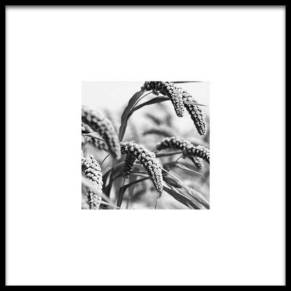 Jungle Rice Affiche / Noir et blanc chez Desenio AB (8911)