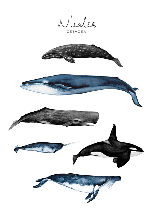 Whales Poster / Quadri per  bambini presso Desenio AB (8989)